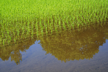 水田　素材