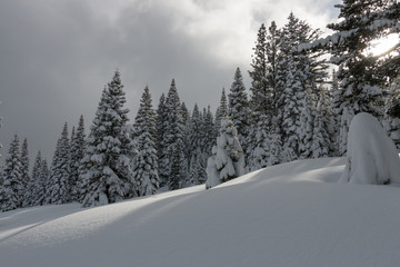 Fototapeta premium White as snow