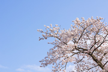 sakura