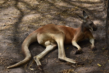 kangaroo resting