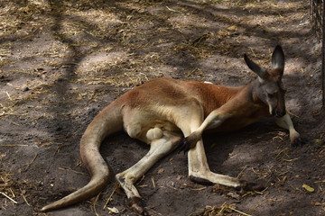 kangaroo touching his leg