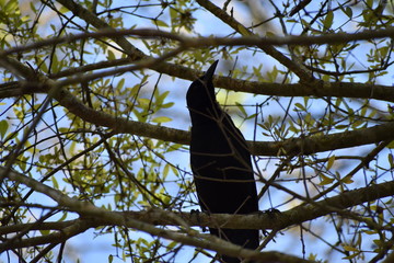 crow on tree