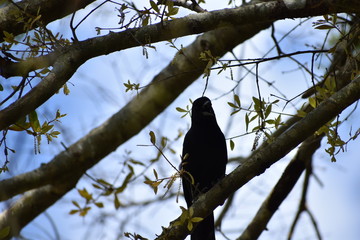 crow on branch