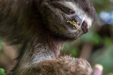 Three toed sloth © luis sandoval