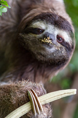 Three toed sloth © luis sandoval