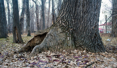 Fabulous view of a tree in the forest.