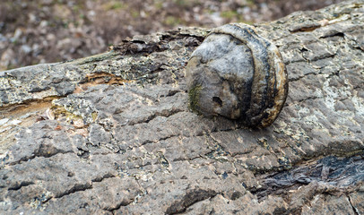 The fungus of a diseased tree in the forest. The tree cut down.