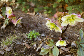A flowering hellebore (Helleborus niger) 