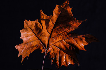 Low Key Leaf 85mm