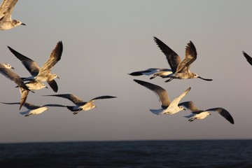 flock of seagulls flying in the sky