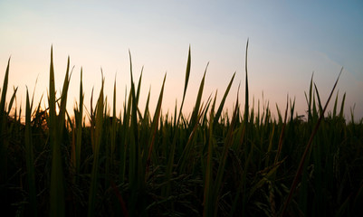  Silhouette Green meadow and evening and Twilight background .