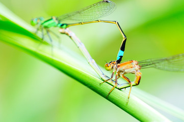 dragonfly on leaf