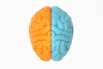 Brain illustration on top view with orange and blue color