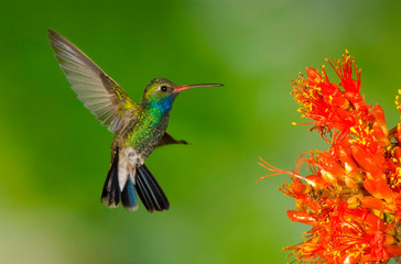 Fototapeta na wymiar Broadbilled Hummingbird And Ocotillo