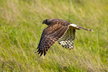 Extremely close view of a hen harrier gliding while hunting, seen in the wild in North California