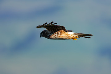 Extremely close view of a hen harrier gliding while hunting, seen in the wild in North California