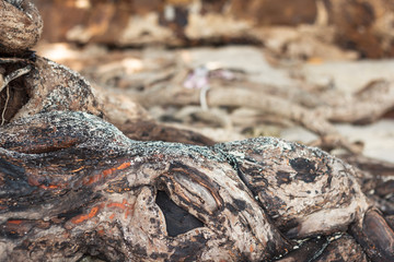 Fototapeta na wymiar Closeup of tree roots and sand on a beach