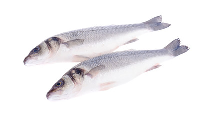 Fish carcass Dicentrarchus labrax on white.