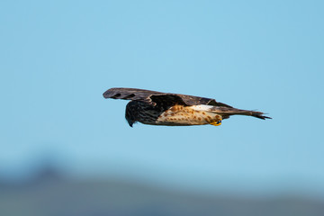 Fototapeta na wymiar Extremely close view of a hen harrier gliding while hunting, seen in the wild in North California