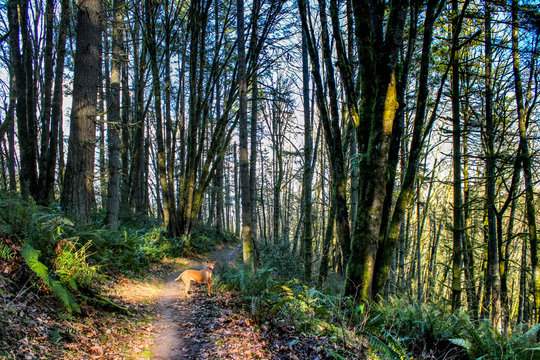 A color image of foot paths leading through a verdant forest in Portland, Oregon.