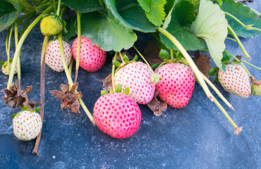 A modern strawberry farm in florida	