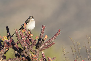 A northern mockingbird scoffs at anyone who will listen in Saguaro National Park, Arizona