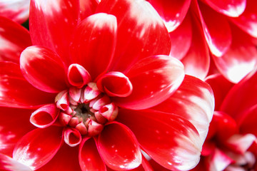 Red Dahlia in close up