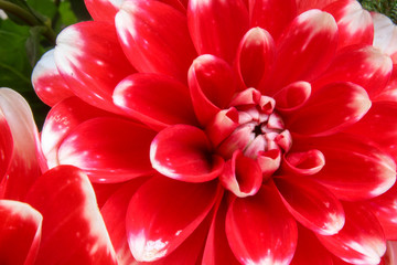 Red Dahlia in close up
