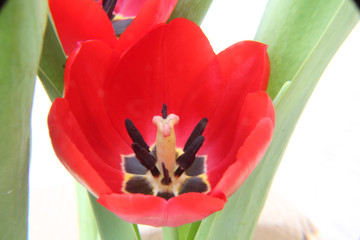 red tulip