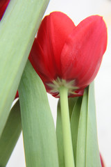 red tulip