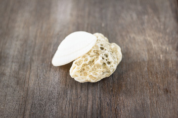 Beautiful seashell and coral on wooden background
