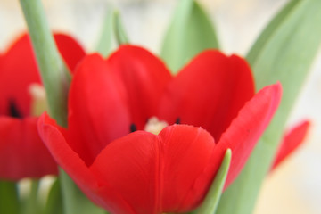 red tulip