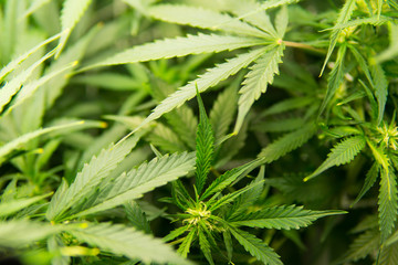 In door grow hemp. Young cannabis plant. Green background of leaves. Medicinal indica with CBD....