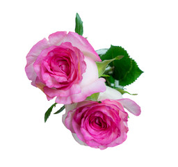 Top view of beautiful pink rose , Isolated on white background