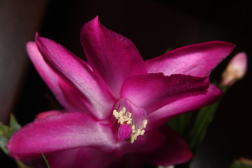 christmas cactus