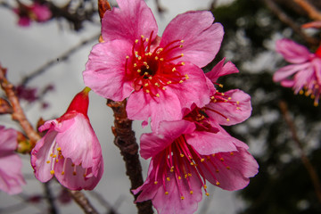 Cherry Blossom