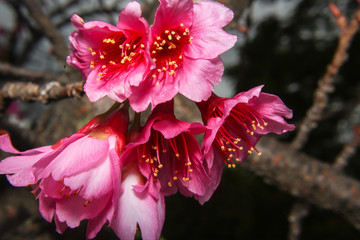 Cherry Blossom