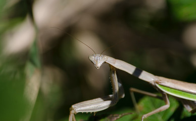 Chinese Mantis Head On Face View