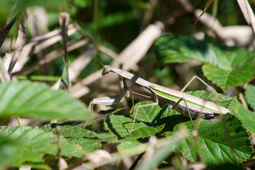 Chinese Mantis on Leaves