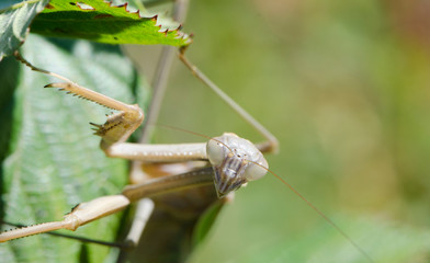 Chinese Mantis Head On Face Shot