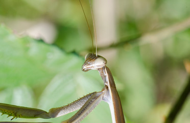 Chinese Mantis Close Up Side View 