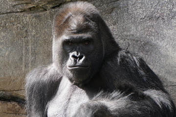 Fototapeta premium silverback gorilla deep deep in thought