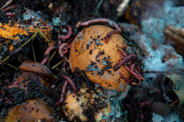 Worm vermiculture compost with rotting food scraps for gardening hobby, making natural fertilizer...