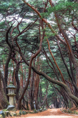 Fototapeta premium Mupunghansong-gil at Tongdo Temple