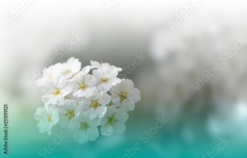 Free Images Beautiful Flowers Blooming Blurred Background
