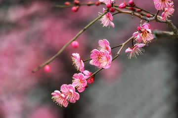 Tongdosa Plum Flower Blossom closeup
