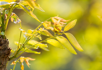 Leaves of tree with sunlight in Chiangmai Thailand