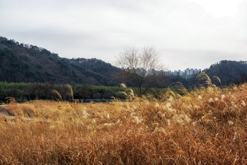 Fototapeta premium taehwagang park reeds