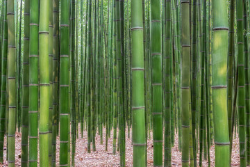 Taehwagang park Simnidaebat bamboo forest