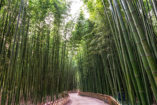 Simnidaebat bamboo forest path